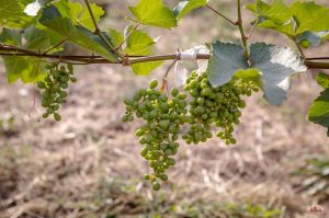 Первые плоды нового урожая - Богу!