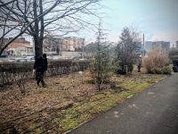 Са приходе стартовала сезонная обрезка древесно-кустарниковых растений