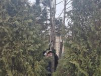 Са приходе стартовала сезонная обрезка древесно-кустарниковых растений