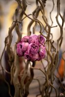 Введения во храм Пресвятой Богородицы Введения во храм Пресвятой Богородицы