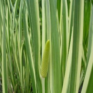 АИР БОЛОТНЫЙ