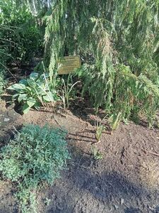 АИР БОЛОТНЫЙ