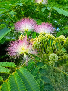 АКАЦИЯ ЛЕНКОРАНСКАЯ, АЛЬБИЦИЯ, ШЕЛКОВЫЙ ЦВЕТОК, АКАЦИЯ КОНСТАНТИНОПОЛЬСКАЯ