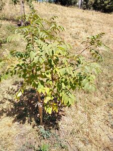 БАРХАТ АМУРСКИЙ, ПРОБКОВОЕ ДЕРЕВО
