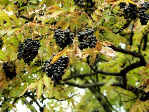 БАРХАТ АМУРСКИЙ, ПРОБКОВОЕ ДЕРЕВО