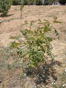 БАРХАТ АМУРСКИЙ, ПРОБКОВОЕ ДЕРЕВО