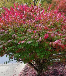 БЕРЕСКЛЕТ КРЫЛАТЫЙ