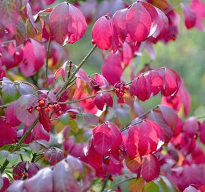 БЕРЕСКЛЕТ КРЫЛАТЫЙ