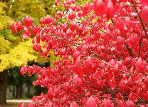 БЕРЕСКЛЕТ КРЫЛАТЫЙ