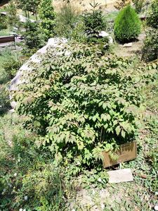 БЕРЕСКЛЕТ КРЫЛАТЫЙ