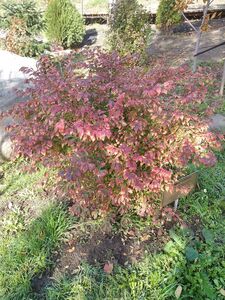 БЕРЕСКЛЕТ КРЫЛАТЫЙ