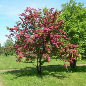 БОЯРЫШНИК ОБЫКНОВЕННЫЙ «ПАУЛ СКАРЛЕТ»