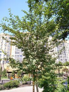 БОЯРЫШНИК ОБЫКНОВЕННЫЙ «ПАУЛ СКАРЛЕТ»