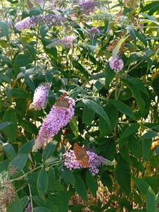 БУДДЛЕЯ ДАВИДА, МОТЫЛЬКОВОЕ ДЕРЕВО