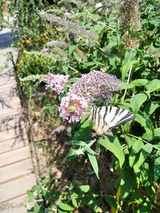 БУДДЛЕЯ ДАВИДА, МОТЫЛЬКОВОЕ ДЕРЕВО