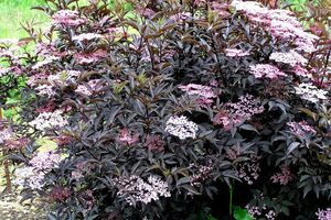 БУЗИНА ЧЕРНАЯ 