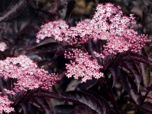 БУЗИНА ЧЕРНАЯ 