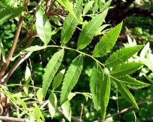 ЧЕКАЛКИН ОРЕХ, КСАНТОЦЕРАС РЯБИНОЛИСТНЫЙ