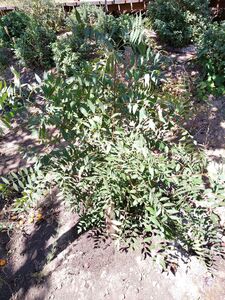 ЧЕКАЛКИН ОРЕХ, КСАНТОЦЕРАС РЯБИНОЛИСТНЫЙ