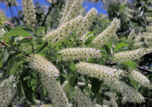 ЧЕРЕМУХА ВИРГИНСКАЯ