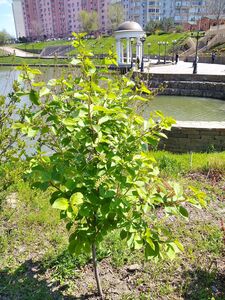 ЧЕРЕМУХА ВИРГИНСКАЯ