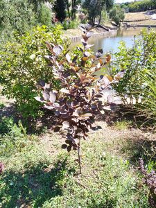 ЧЕРЕМУХА ВИРГИНСКАЯ