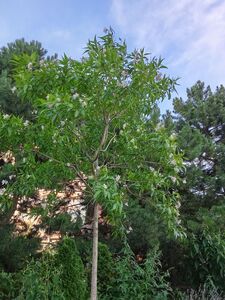 ЧИТАЛЬПА, ХИЛОКАТАЛЬПА ТАШКЕНТСКАЯ