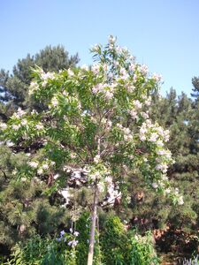 ЧИТАЛЬПА, ХИЛОКАТАЛЬПА ТАШКЕНТСКАЯ