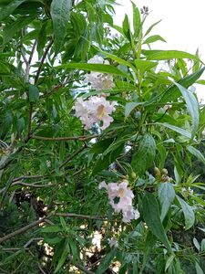 ЧИТАЛЬПА, ХИЛОКАТАЛЬПА ТАШКЕНТСКАЯ