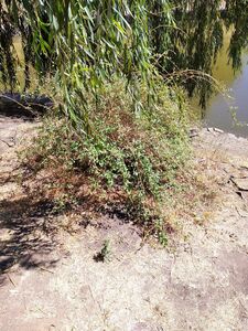 ДЕРЕЗА ОБЫКНОВЕННАЯ, ЯГОДЫ ГОДЖИ 