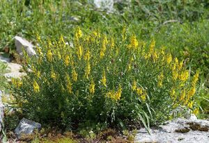 ДРОК ДОНСКОЙ