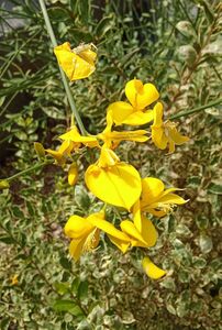 ДРОК ДОНСКОЙ