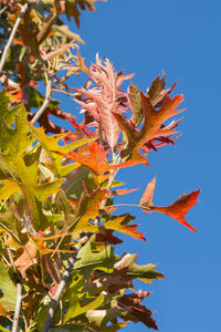 ДУБ БОЛОТНЫЙ 