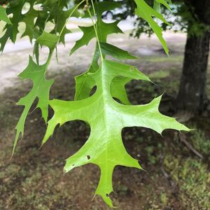 ДУБ БОЛОТНЫЙ 