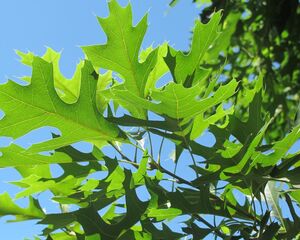 ДУБ БОЛОТНЫЙ 