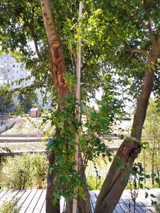 ДУБ БОЛОТНЫЙ 