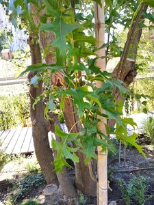 ДУБ БОЛОТНЫЙ 