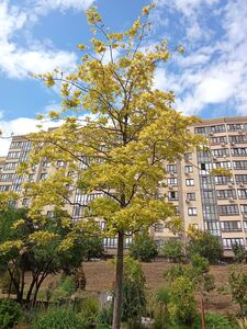 ДУБ БОЛОТНЫЙ 