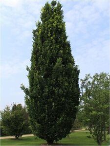 ДУБ ЧЕРЕШЧАТЫЙ ФАСТИГИАТА