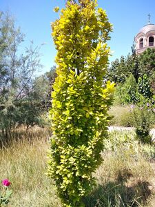 ДУБ ЧЕРЕШЧАТЫЙ ФАСТИГИАТА