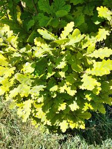 ДУБ ЧЕРЕШЧАТЫЙ ФАСТИГИАТА