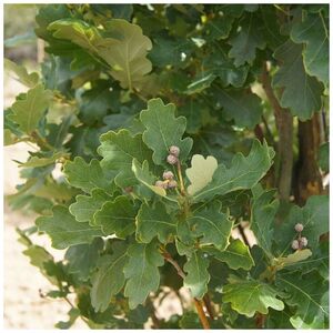 ДУБ ЧЕРЕШЧАТЫЙ ФАСТИГИАТА