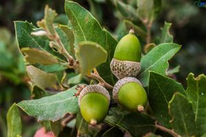 ДУБ КАМЕННЫЙ 