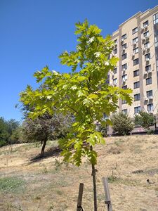 ДУБ КРАСНЫЙ 