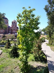 ДУБ КРАСНЫЙ 