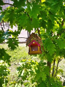 ДУБ КРАСНЫЙ 