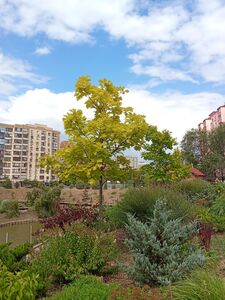 ДУБ КРАСНЫЙ 