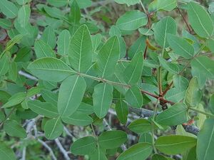 ФИСТАШКА ТУПОЛИСТНАЯ, СКИПИДАРНОЕ ДЕРЕВО