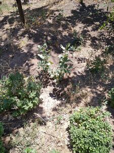 ФИСТАШКА ТУПОЛИСТНАЯ, СКИПИДАРНОЕ ДЕРЕВО