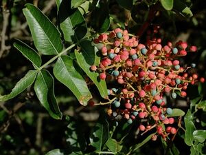 ФИСТАШКА ТУПОЛИСТНАЯ, СКИПИДАРНОЕ ДЕРЕВО